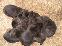 cucciolata cane corso